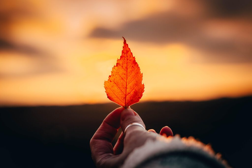 The Last Leaf Cover